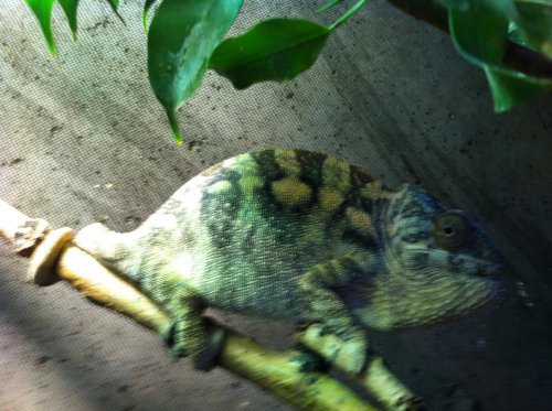 chameleons and misc 2011 -March 015.jpg