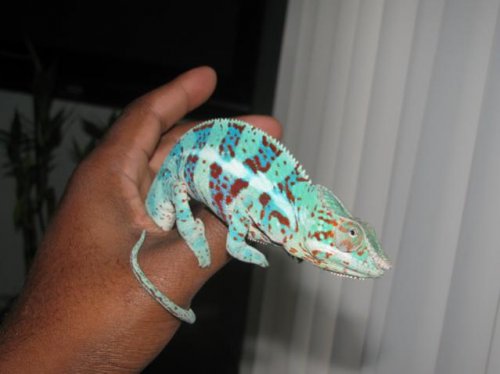 Tob's cham lol...jpg