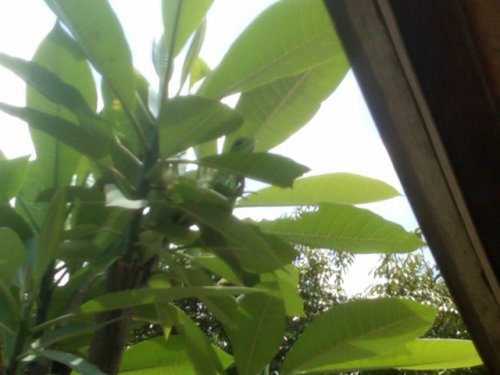 IMG-20110406-00145.jpg