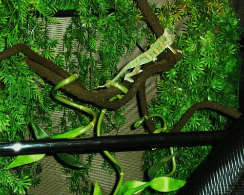 veiled chameleon 054.jpg