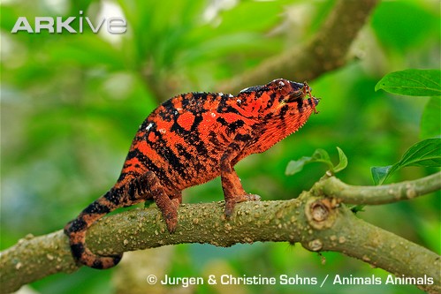 Male_panther_chameleon_feeding_on_insect_prey.jpg