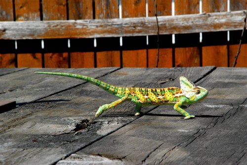 DSC_0043.jpg