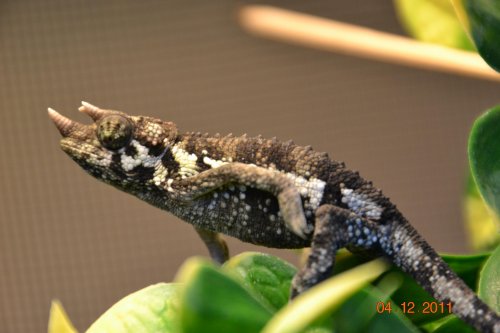 DSC_0246.jpg
