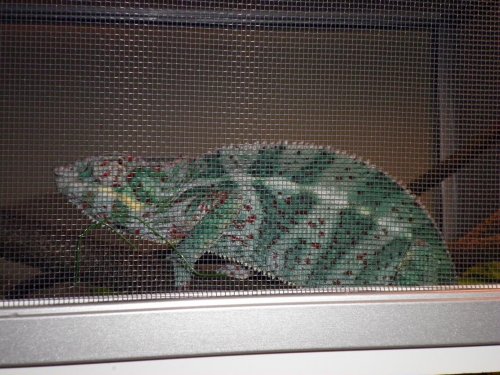 raiden falys 006.jpg