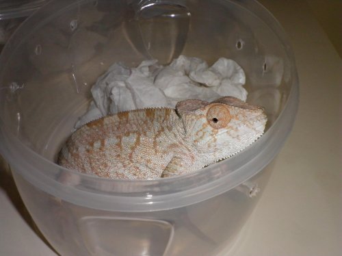 raiden falys 003.jpg