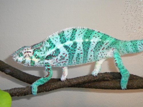 razr pics 011.jpg