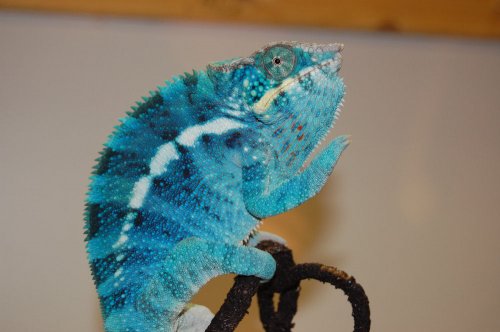 parsons blue ambanjas 003.jpg