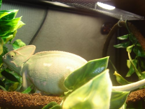 Earl and Talula sleeping together 026.jpg