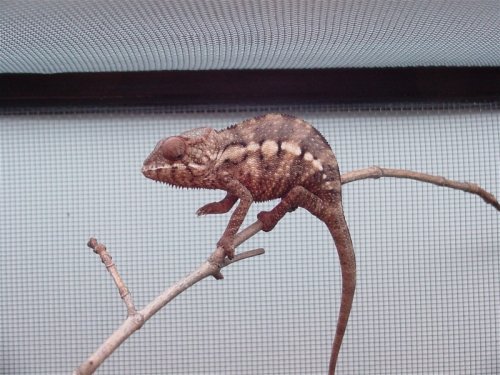female3.jpg