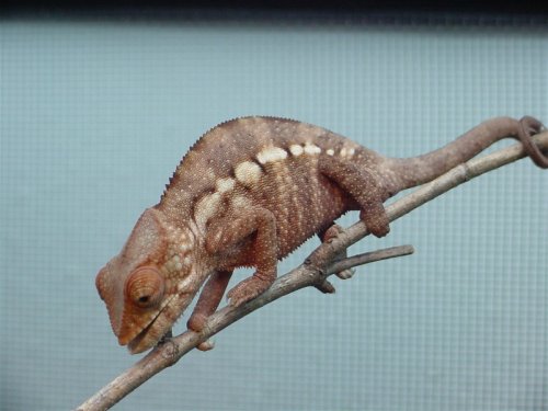 female4.jpg