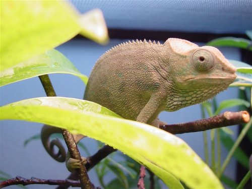 male4.jpg