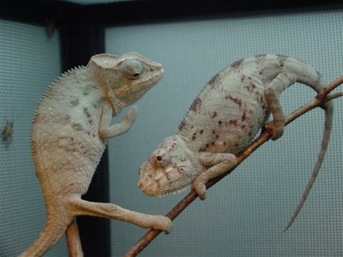 male1.jpg