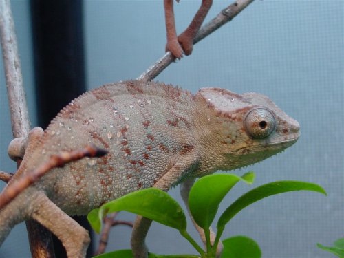 male2.jpg