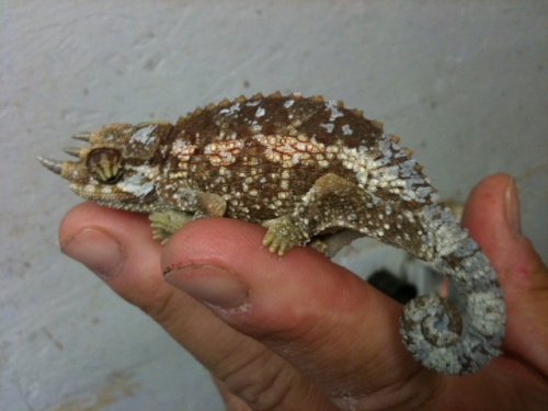 Jackson for sale.jpg