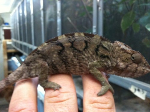 S2 femaleforsale.jpg