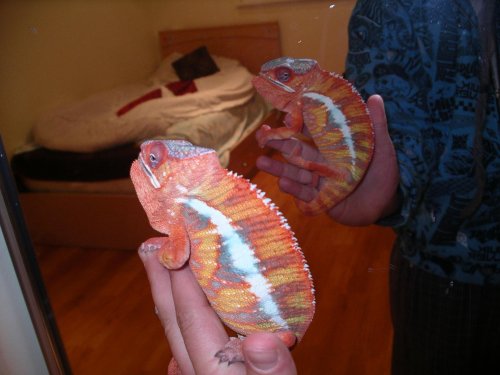Pictures 2010 087.jpg