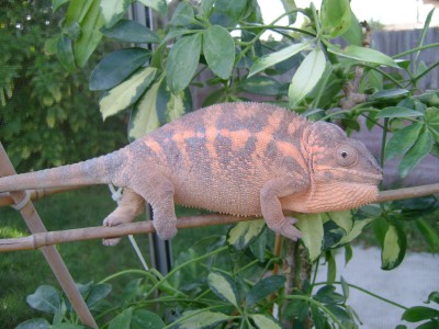 Nosey Female.jpg