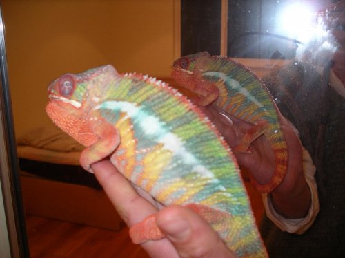 Pictures 2010 051.jpg