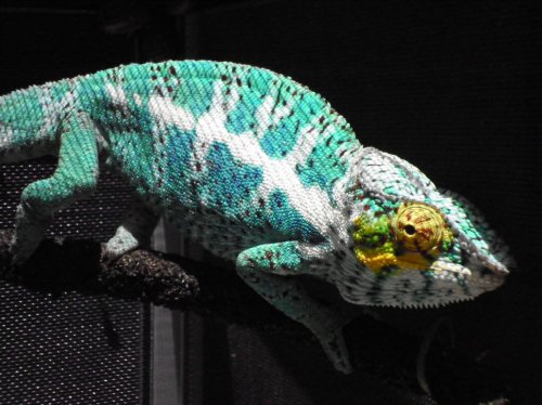 easter falys 021.jpg