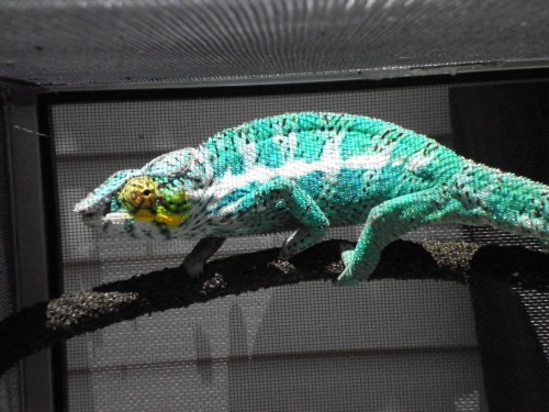 easter falys 011.jpg