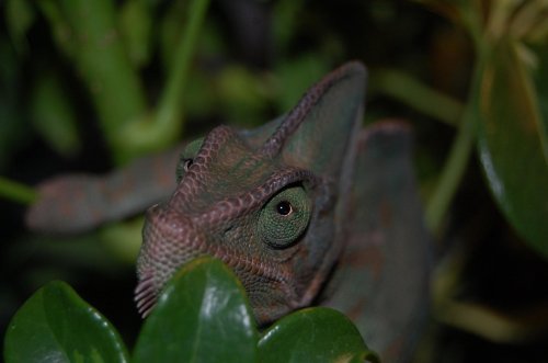 Shirley 4-25-11 (2).jpg