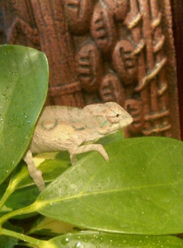 little khalifa 3.jpg