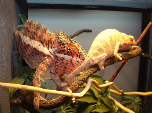 ICE MAN AND JUNIOR 045.jpg