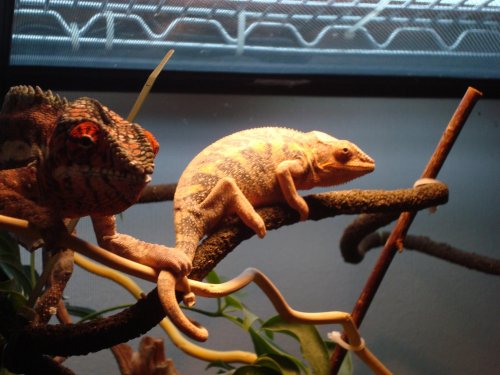 ICE MAN AND JUNIOR 035.jpg