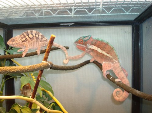 ICE MAN AND JUNIOR 230.jpg