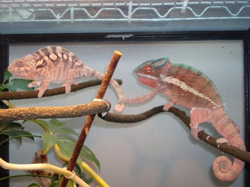 ICE MAN AND JUNIOR 231.jpg