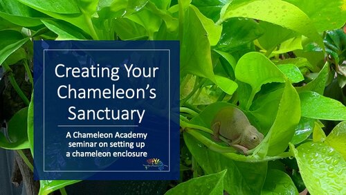 Chameleon Sanctuary cover.jpg Chameleon Sanctuary cover.jpg