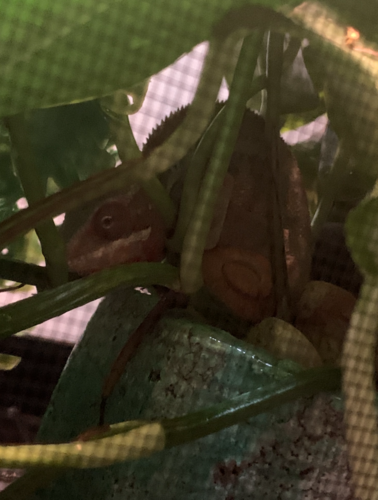 Screen Shot 2020-05-22 at 7.43.04 PM.png