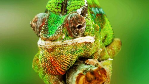 Why Chameleons?