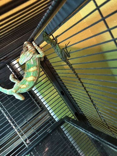 Chameleon and a Basilisk!