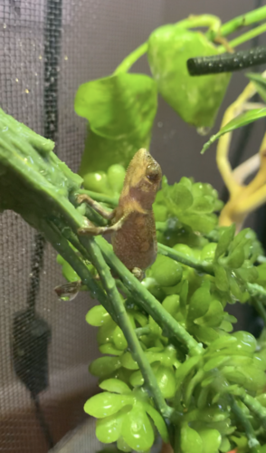 Screen Shot 2020-05-27 at 4.45.30 PM.png