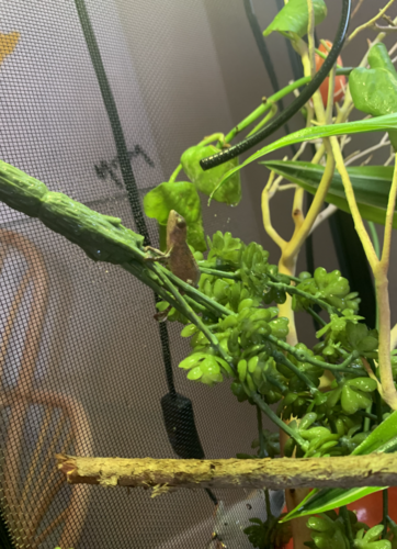 Screen Shot 2020-05-27 at 4.45.07 PM.png