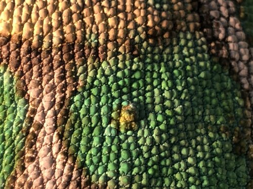2C6C99C2-3D30-4B28-AA02-3891E16C0E85.jpeg