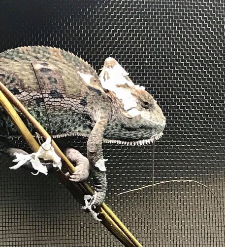 shed.jpg
