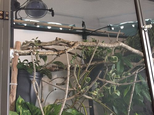 correct fogging line .jpg