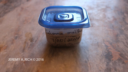 CalummaMalthe Clutch1copy.jpg