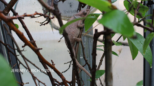 CalummamaltheFemaleJeremyA.Rich2  copy.jpg