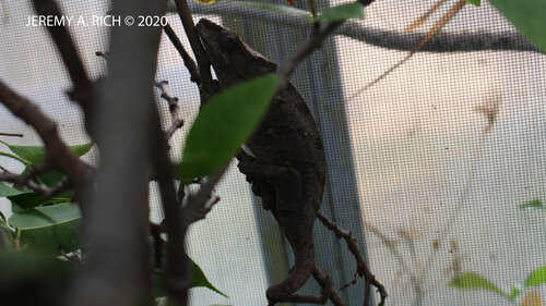 FemaleCalummaMaltheEnclosure1 copy.jpg