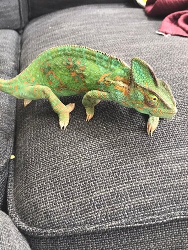 WhatsApp Image 2020-07-06 at 10.17.19.jpeg