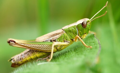 meadow-grasshopper-istock-636315512.jpg