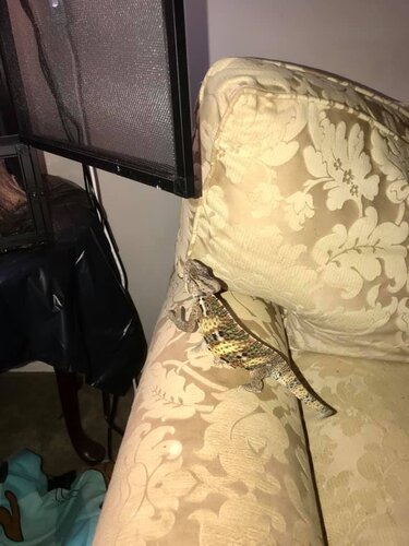 Cham couch.jpg