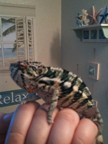 ImageUploadedByTapatalk1304379270.433004.jpg