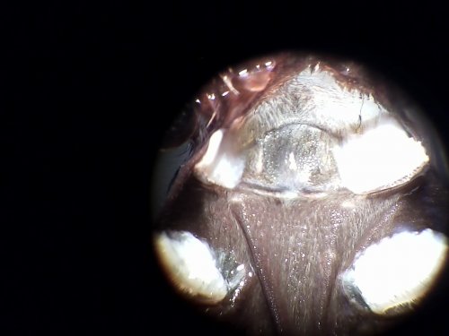 B. smithi.jpg