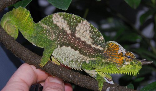BREEDING TIME 003.jpg