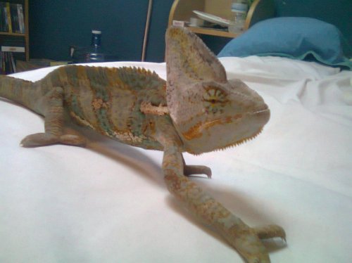carl pic.jpg