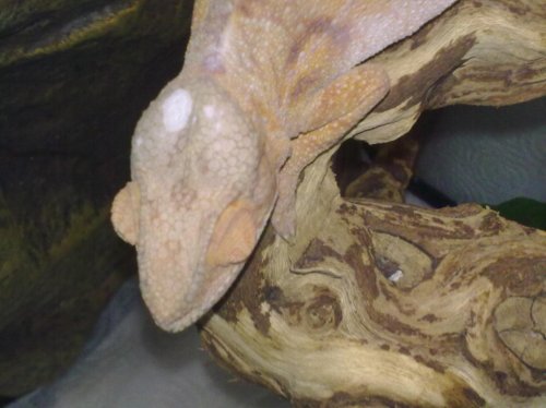 Franks head.jpg